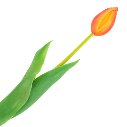 CV07588-8 GUMMIERTE TULPE EINFACH ORANGE WIE EINE LEBENDE BLUME