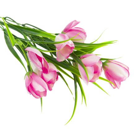 CV07855-2 STRAUSS TULPEN 9 KÖPFE MIT GRAS ROSA