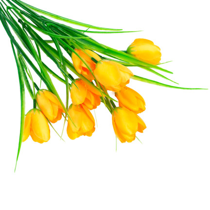 CV07855-5 TULIPÁNY ŽLUTÉ KVĚTY VE SVAZKU TULIPÁNOVÁ DEKORACE