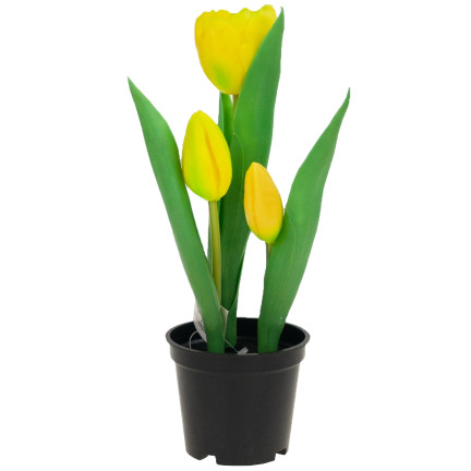 CV10553-3 GUMMIERTE TULPENBLÜTEN ALS LEBENDPRÄMIE