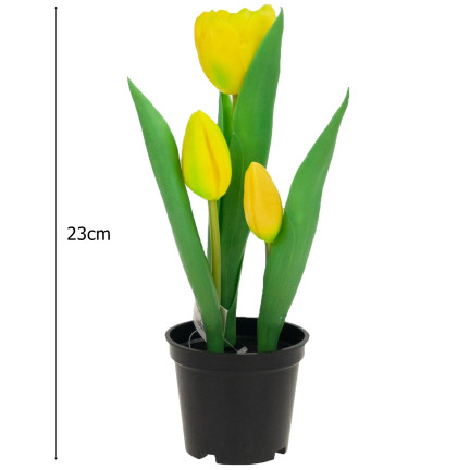 CV10553-3 GUMMIERTE TULPENBLÜTEN ALS LEBENDPRÄMIE