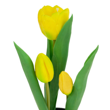 CV10553-3 GUMMIERTE TULPENBLÜTEN ALS LEBENDPRÄMIE