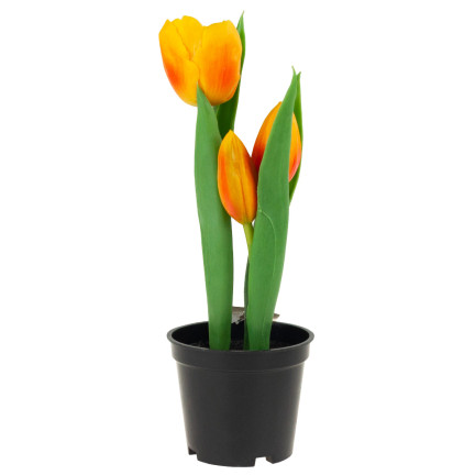 CV10553-4 TULPEN TULPEN GUMMIERTE BLUMEN ALS LIVE PREMIUM IM TOPF ORANGE
