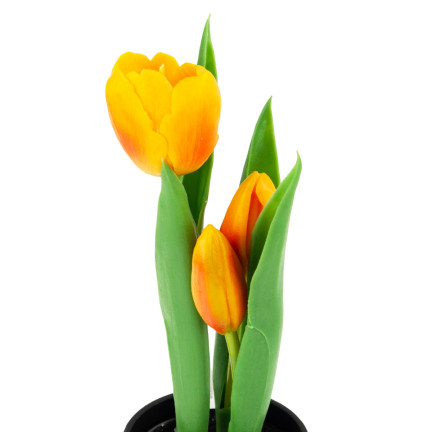 CV10553-4 TULPEN TULPEN GUMMIERTE BLUMEN ALS LIVE PREMIUM IM TOPF ORANGE