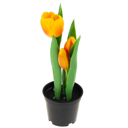 CV10553-4 TULPEN TULPEN GUMMIERTE BLUMEN ALS LIVE PREMIUM IM TOPF ORANGE