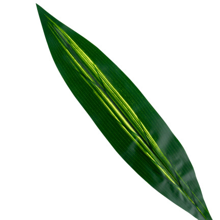 CV15772 DRACENA, DRACENA LEAF ZELENÉ OBRAZOVÉ KVĚTINY 60cm Rákosová šavle