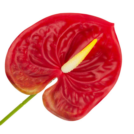CV15803-5 GUMMI-ANTHURIUM ROT 60 CM KUNSTBLUMEN