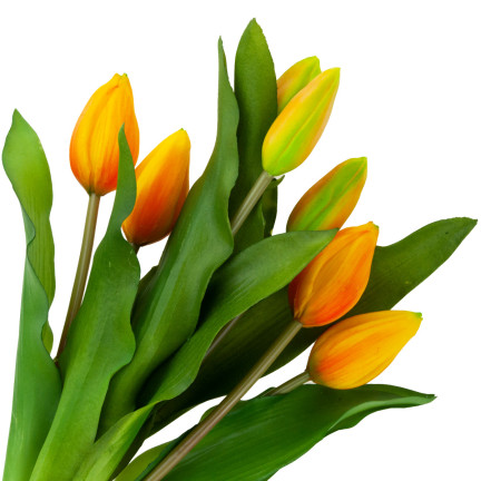 CV18674-8 TULIPS BUNCH Gummierter Gummi als lebendes Silikon ORANGE