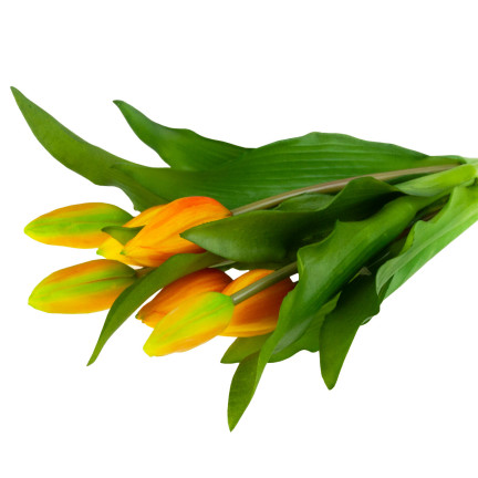 CV18674-8 TULIPS BUNCH Gummierter Gummi als lebendes Silikon ORANGE