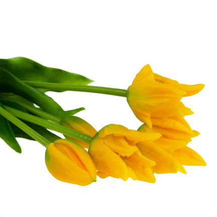 CV17691-3 KYTICE TULIPÁNŮ POGUMOVANÁ 5KS JAKO ŽIVÁ