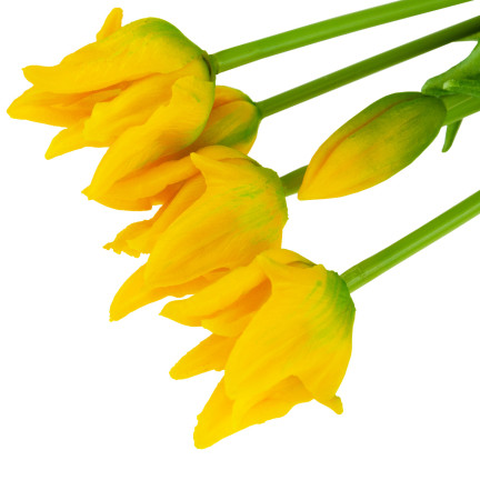 CV17691-3 KYTICE TULIPÁNŮ POGUMOVANÁ 5KS JAKO ŽIVÁ