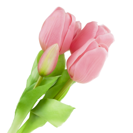 CV17692-8 TULIPAN GUMMED BUNCH X5 rosa