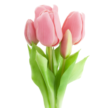 CV17692-8 TULIPAN GUMMED BUNCH X5 rosa