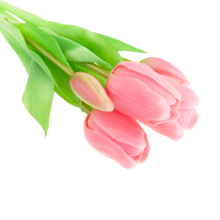 CV17692-8 TULIPAN GUMMED BUNCH X5 rosa