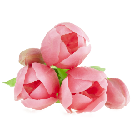 CV17692-8 TULIPAN GUMMED BUNCH X5 rosa