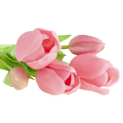 CV17692-8 TULIPAN GUMMED BUNCH X5 rosa