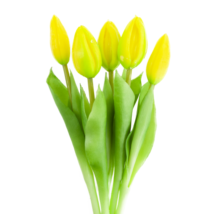 CV17693-3 GUMMIERTER TULPENSTRAUSS GELB 5 KÖPFE REALISTISCH