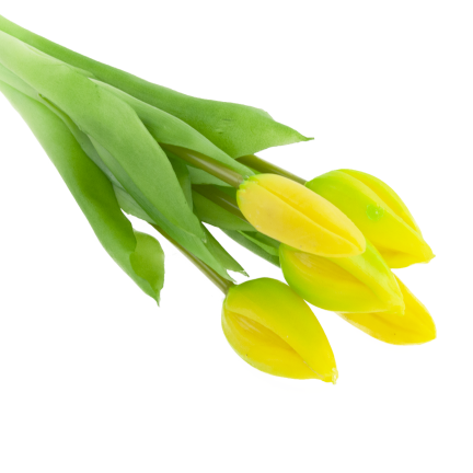 CV17693-3 GUMMIERTER TULPENSTRAUSS GELB 5 KÖPFE REALISTISCH