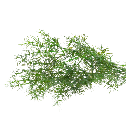 Decorative asparagus fern, artificial flowers, bouquet accent, 80 cm