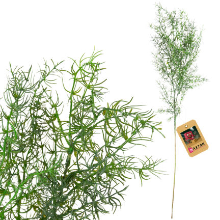 Decorative asparagus fern, artificial flowers, bouquet accent, 80 cm
