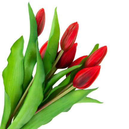 CV18674-11 Gummierte Tulpen Strauß als Live-Silikon RED