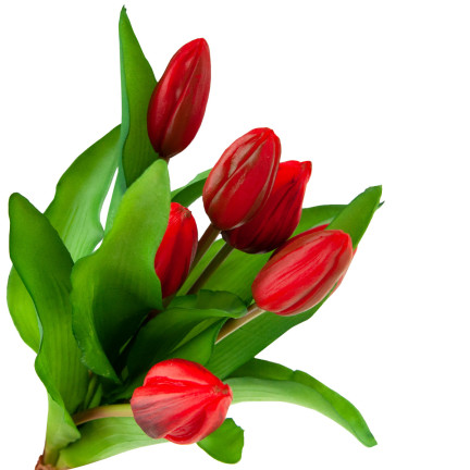 CV18674-11 Gummierte Tulpen Strauß als Live-Silikon RED