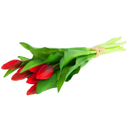 CV18674-11 Gummierte Tulpen Strauß als Live-Silikon RED