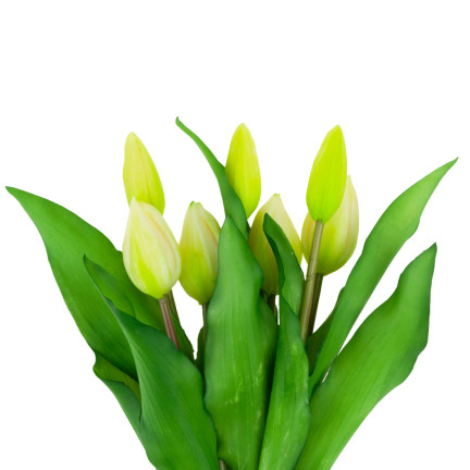 CV18674-1 TULIPS BUNCH Gummierter Gummi als lebendes Silikon WEISS ECRU