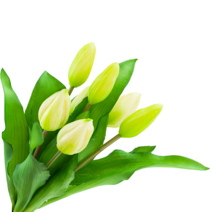 CV18674-1 TULIPS BUNCH Gummierter Gummi als lebendes Silikon WEISS ECRU