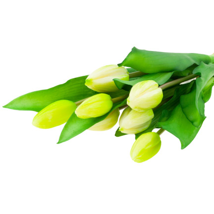 CV18674-1 TULIPS BUNCH Gummierter Gummi als lebendes Silikon WEISS ECRU
