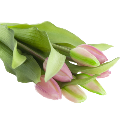 CV18674-6 TULIPAN GUMMED BUNCH X7 rosa