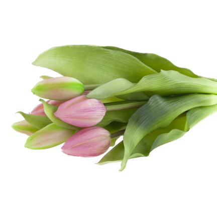 CV18674-6 TULIPAN GUMMED BUNCH X7 rosa