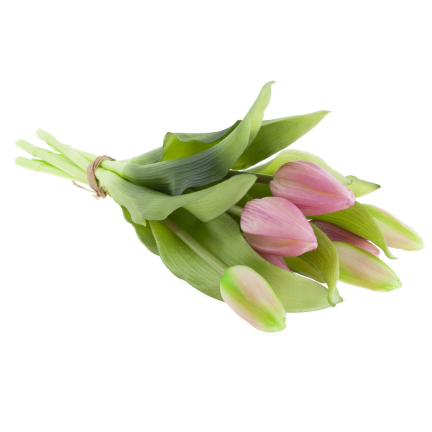 CV18674-6 TULIPAN GUMMED BUNCH X7 rosa