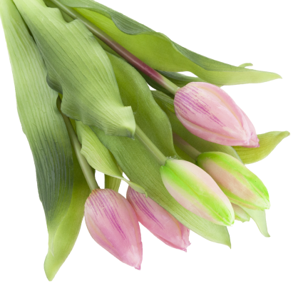 CV18674-6 TULIPAN GUMMED BUNCH X7 rosa