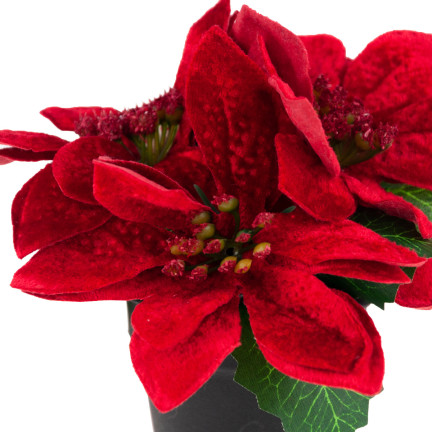 CV19864 BETLÉMSKÁ HVĚZDA V KVĚTINÁČI UMĚLÁ VELUROVÁ POINSETTIE REALISTICKÁ
