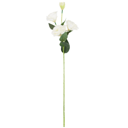 CV21840-1 Eustoma, 4-flowered stem, white, delicate wild rose