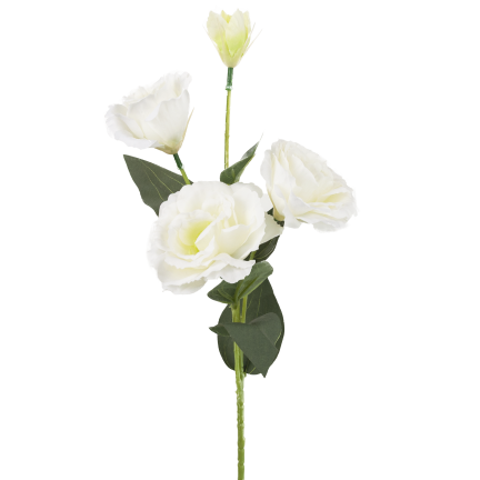 CV21840-1 Eustoma, 4-flowered stem, white, delicate wild rose