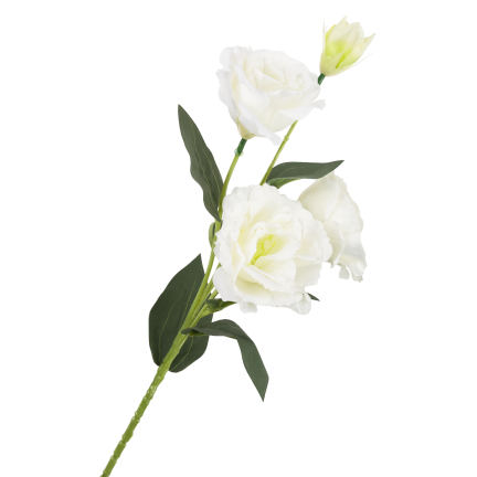 CV21840-1 Eustoma, 4-flowered stem, white, delicate wild rose