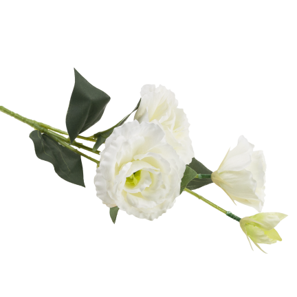 CV21840-1 Eustoma, 4-flowered stem, white, delicate wild rose