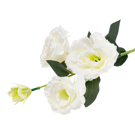 CV21840-1 Eustoma, 4-flowered stem, white, delicate wild rose