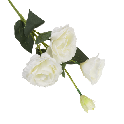 CV21840-1 Eustoma, 4-flowered stem, white, delicate wild rose