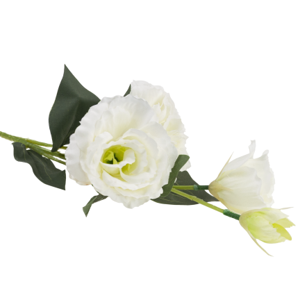 CV21840-1 Eustoma, 4-flowered stem, white, delicate wild rose