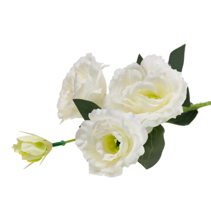 CV21840-1 Eustoma, 4-flowered stem, white, delicate wild rose