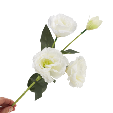 CV21840-1 Eustoma, 4-flowered stem, white, delicate wild rose