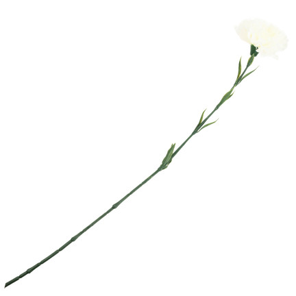 CV22527-1 NELKE EINZELNE BLUME WEISS SCHÖN