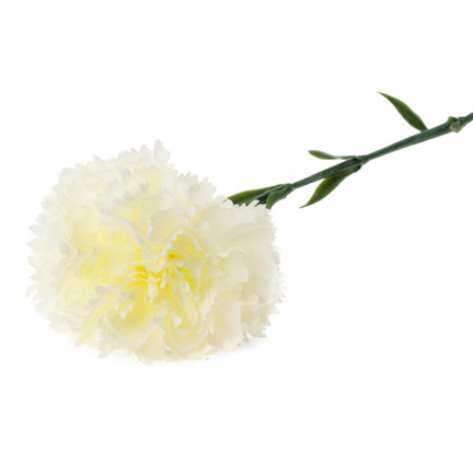 CV22527-1 NELKE EINZELNE BLUME WEISS SCHÖN