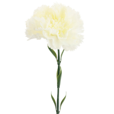 CV22527-1 NELKE EINZELNE BLUME WEISS SCHÖN