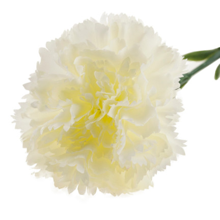 CV22527-1 NELKE EINZELNE BLUME WEISS SCHÖN