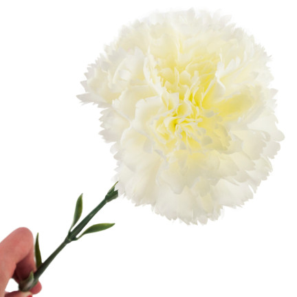 CV22527-1 NELKE EINZELNE BLUME WEISS SCHÖN