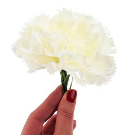 CV22527-1 NELKE EINZELNE BLUME WEISS SCHÖN